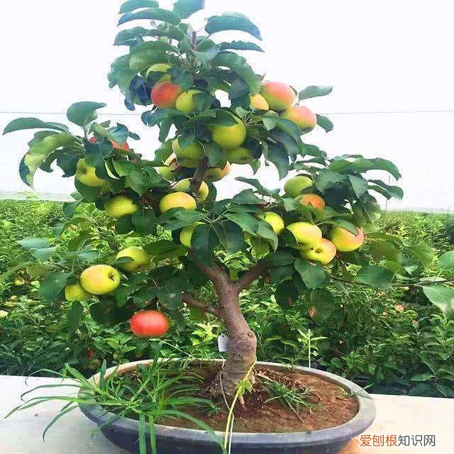 花盆埋土里挡土吗，盆里撒点种埋上土，几个月长出小盆栽，施点肥多管理，能挂果！