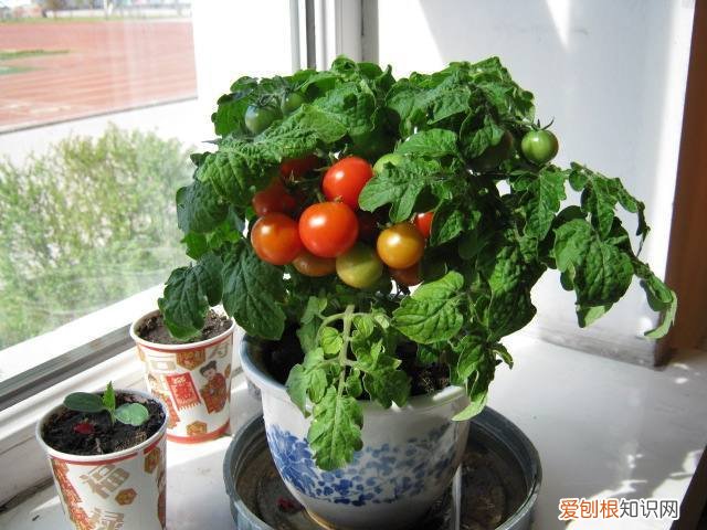 花盆埋土里挡土吗，盆里撒点种埋上土，几个月长出小盆栽，施点肥多管理，能挂果！
