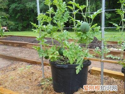 花盆埋土里挡土吗，盆里撒点种埋上土，几个月长出小盆栽，施点肥多管理，能挂果！