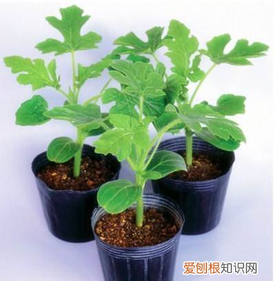 花盆埋土里挡土吗，盆里撒点种埋上土，几个月长出小盆栽，施点肥多管理，能挂果！
