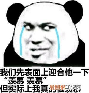 猫咪视频素材库，关于萌宠短视频的发展，你知道多少？