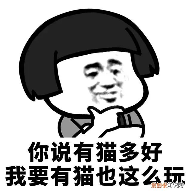 猫咪视频素材库，关于萌宠短视频的发展，你知道多少？