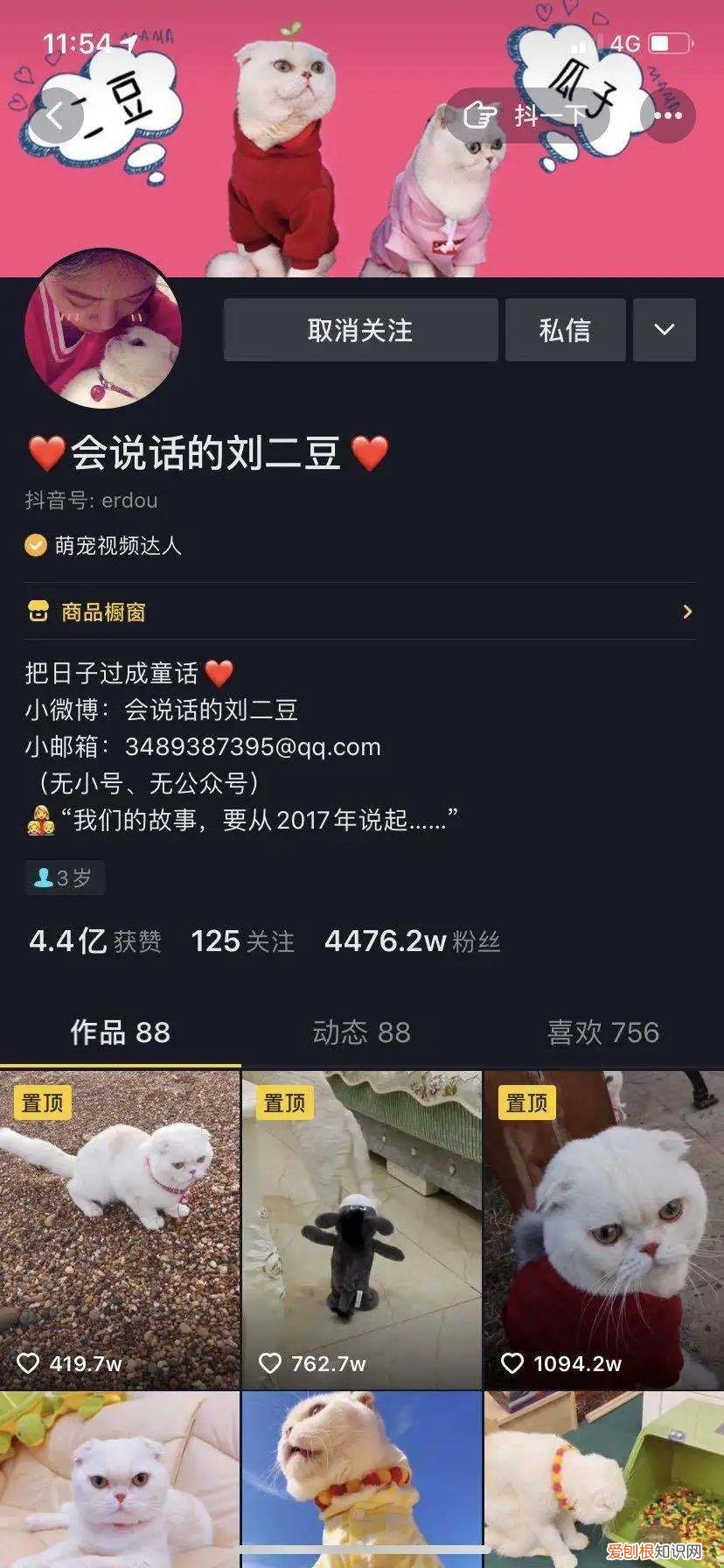 猫咪视频素材库，关于萌宠短视频的发展，你知道多少？