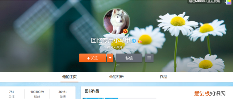 猫咪视频素材库，关于萌宠短视频的发展，你知道多少？