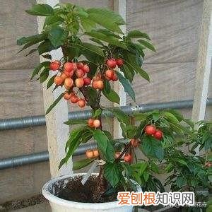 插花多久剪一次根，还在养花？剪“1根枝”插盆里，只需20天，株上挂满小红果，真甜