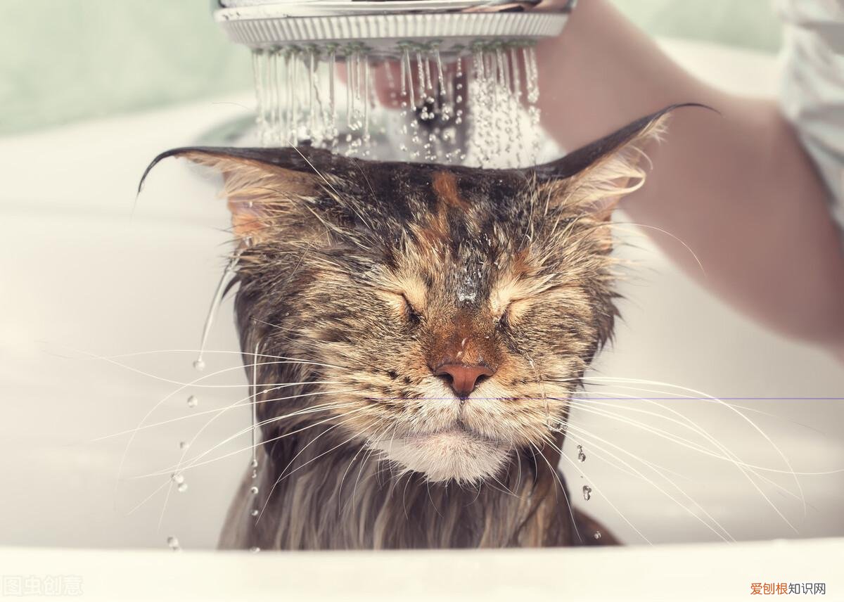 新手养猫小技巧，新手养猫的注意事项，养猫须知，非常重要