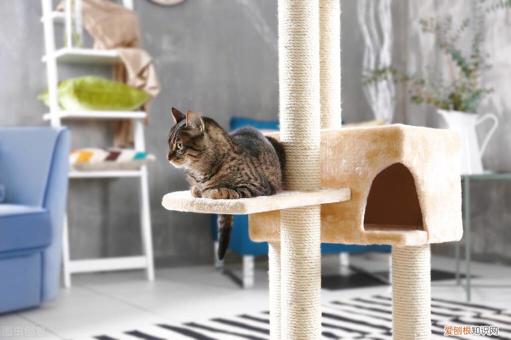 新手养猫小技巧，新手养猫的注意事项，养猫须知，非常重要