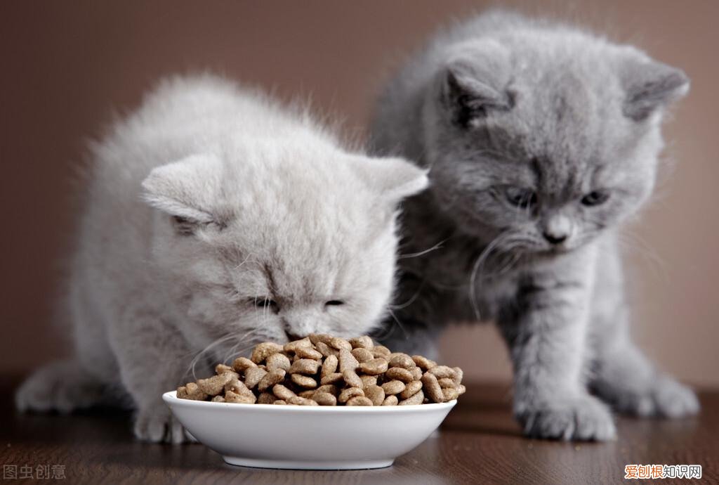 新手养猫小技巧，新手养猫的注意事项，养猫须知，非常重要