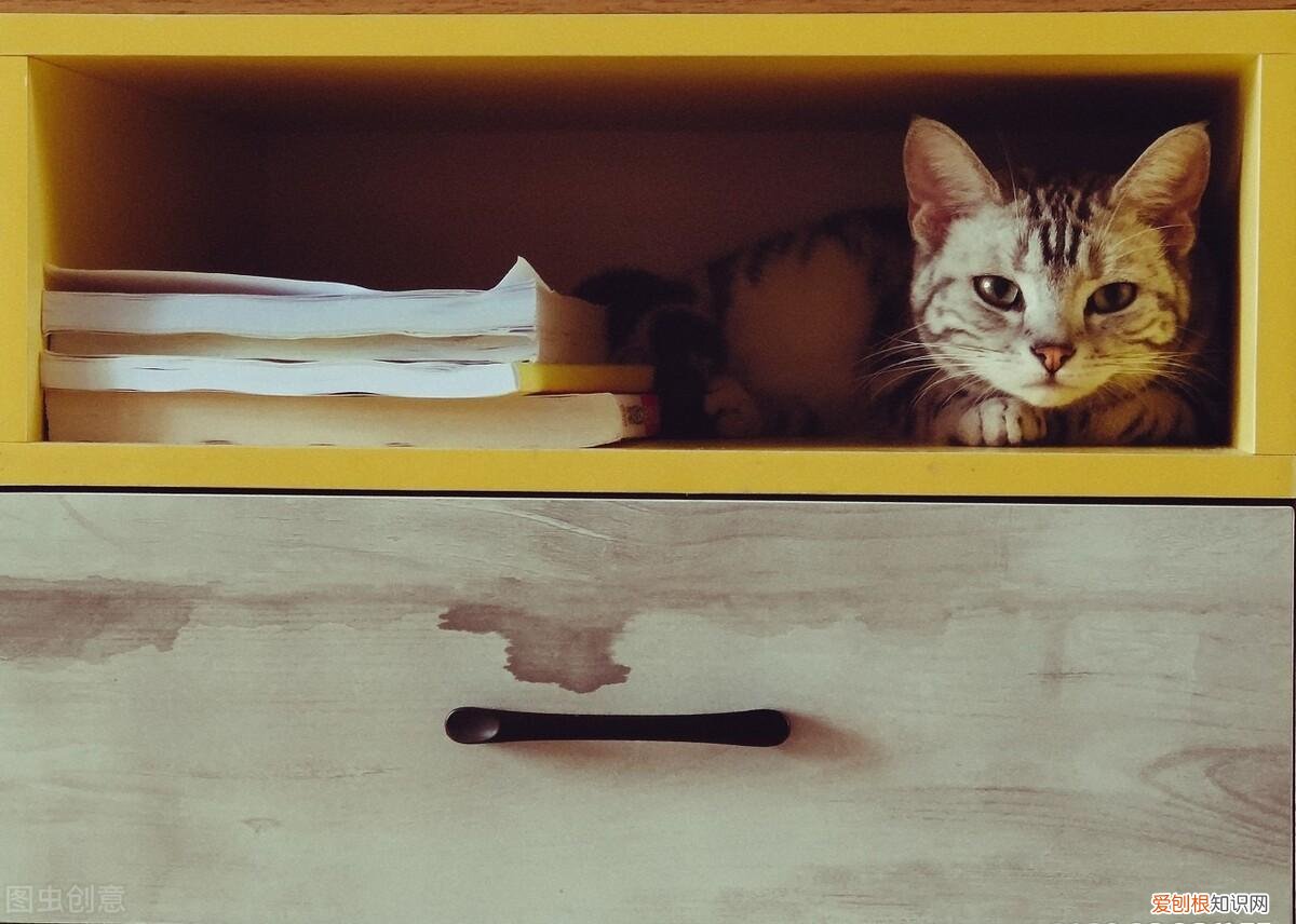 新手养猫小技巧，新手养猫的注意事项，养猫须知，非常重要