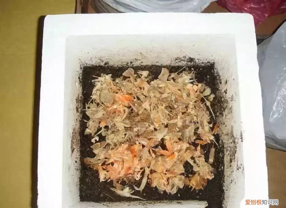 鸡蛋坏了可以直接放花盆做肥料吗，鸡蛋就是万能肥，盆里埋一颗，3个月结出大草莓！