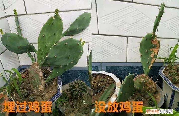 鸡蛋坏了可以直接放花盆做肥料吗，鸡蛋就是万能肥，盆里埋一颗，3个月结出大草莓！