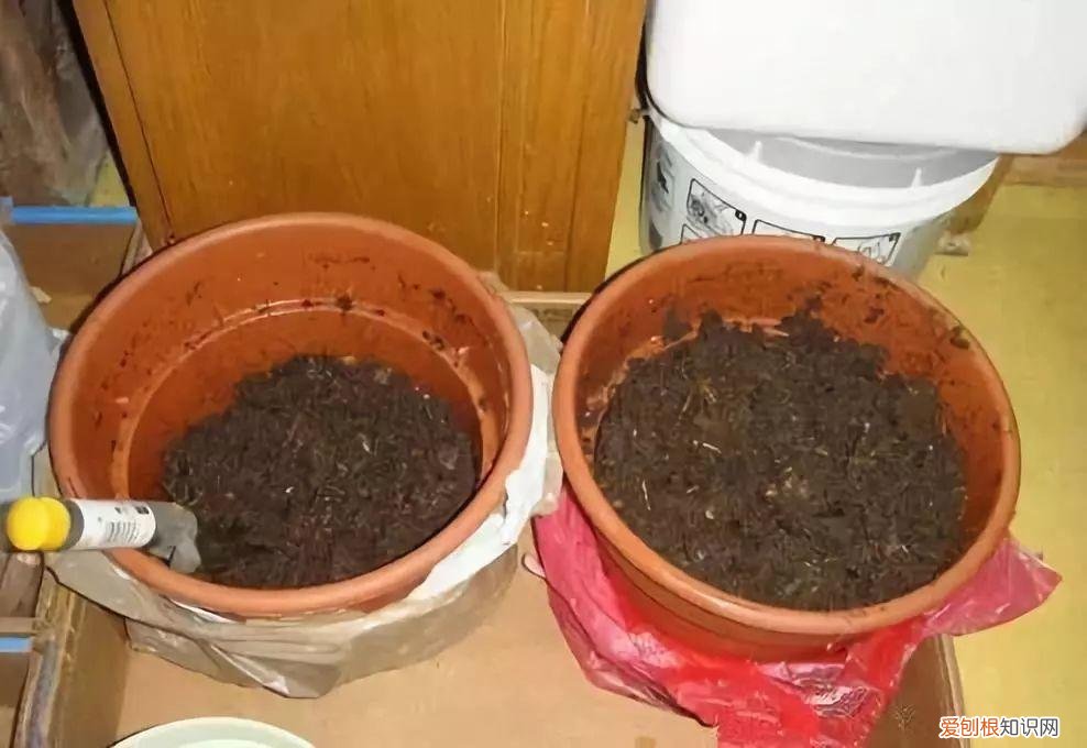 鸡蛋坏了可以直接放花盆做肥料吗，鸡蛋就是万能肥，盆里埋一颗，3个月结出大草莓！