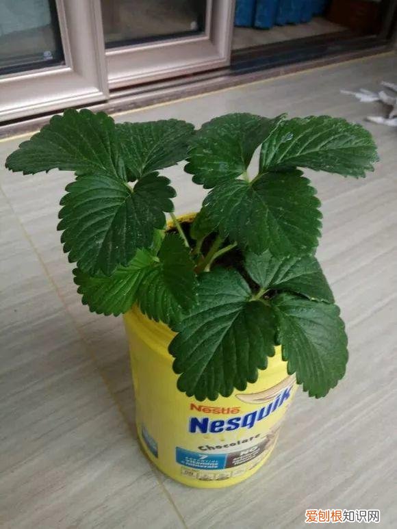 鸡蛋坏了可以直接放花盆做肥料吗，鸡蛋就是万能肥，盆里埋一颗，3个月结出大草莓！