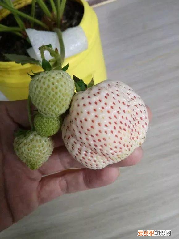 鸡蛋坏了可以直接放花盆做肥料吗，鸡蛋就是万能肥，盆里埋一颗，3个月结出大草莓！