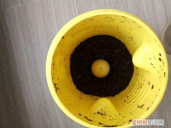 鸡蛋坏了可以直接放花盆做肥料吗，鸡蛋就是万能肥，盆里埋一颗，3个月结出大草莓！