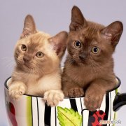 猫膀胱破裂什么症状会发烧吗，猫膀胱破裂术后恢复正常?