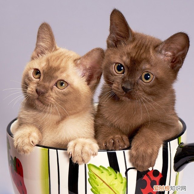 猫膀胱破裂什么症状会发烧吗，猫膀胱破裂术后恢复正常?