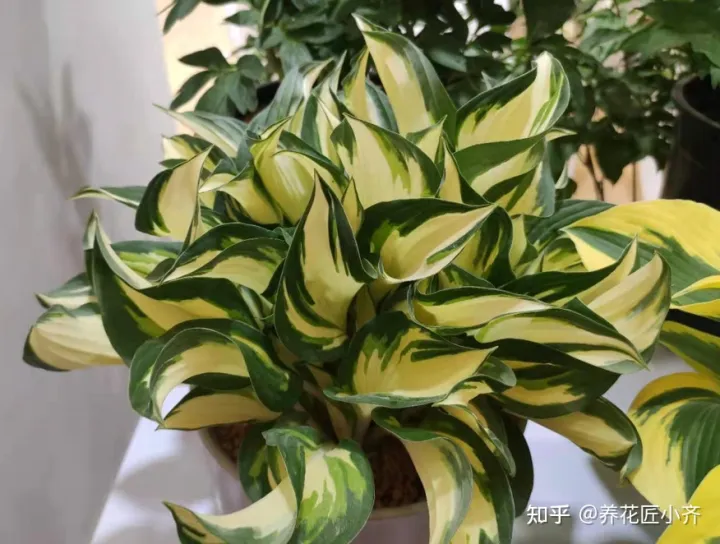 如何浇水不板结的花，长时间“自来水”浇花容易板结，教你2个方法，有效预防板结