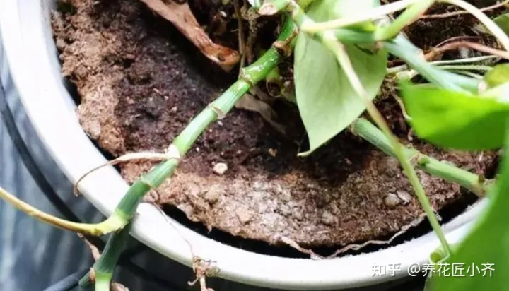 如何浇水不板结的花，长时间“自来水”浇花容易板结，教你2个方法，有效预防板结
