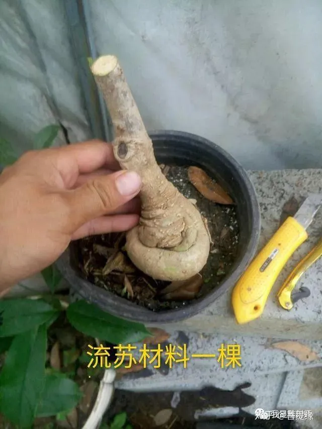 通过盆景制作,我学会的技巧，花卉盆景的靠接对时间有要求吗？5分钟学会花卉盆景的靠接技术