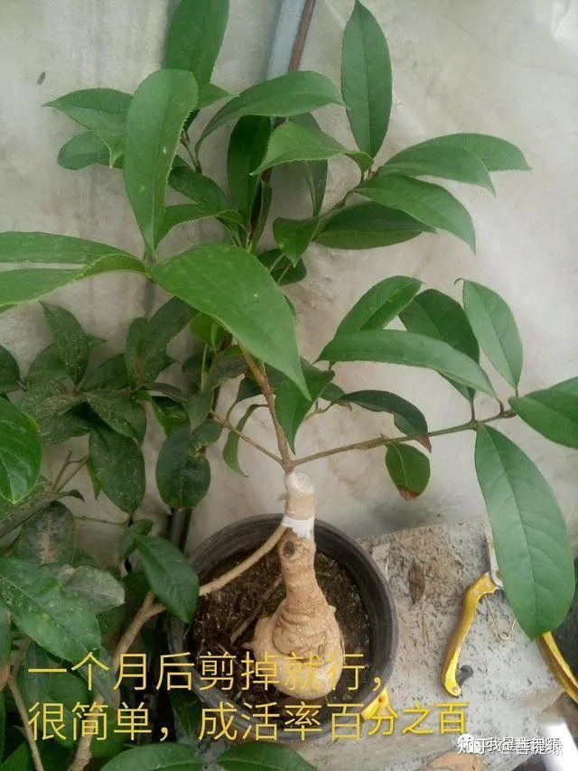 通过盆景制作,我学会的技巧，花卉盆景的靠接对时间有要求吗？5分钟学会花卉盆景的靠接技术