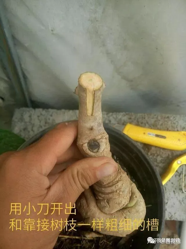 通过盆景制作,我学会的技巧，花卉盆景的靠接对时间有要求吗？5分钟学会花卉盆景的靠接技术