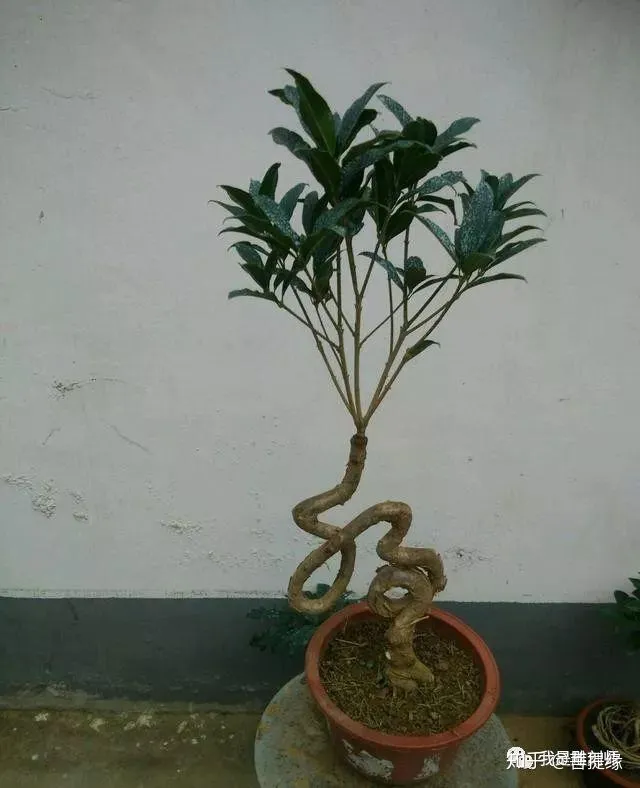 通过盆景制作,我学会的技巧，花卉盆景的靠接对时间有要求吗？5分钟学会花卉盆景的靠接技术
