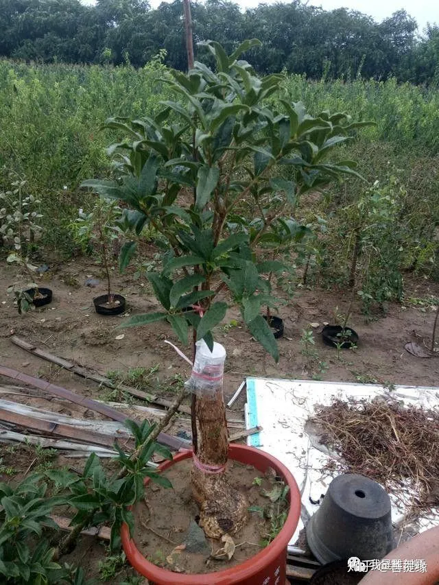 通过盆景制作,我学会的技巧，花卉盆景的靠接对时间有要求吗？5分钟学会花卉盆景的靠接技术