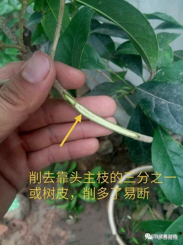 通过盆景制作,我学会的技巧，花卉盆景的靠接对时间有要求吗？5分钟学会花卉盆景的靠接技术