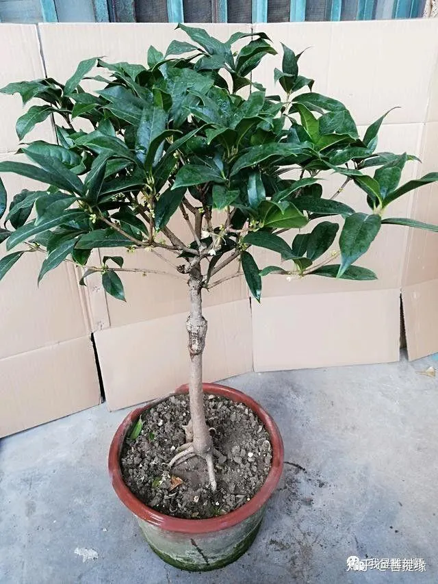通过盆景制作,我学会的技巧，花卉盆景的靠接对时间有要求吗？5分钟学会花卉盆景的靠接技术