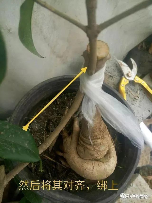 通过盆景制作,我学会的技巧，花卉盆景的靠接对时间有要求吗？5分钟学会花卉盆景的靠接技术