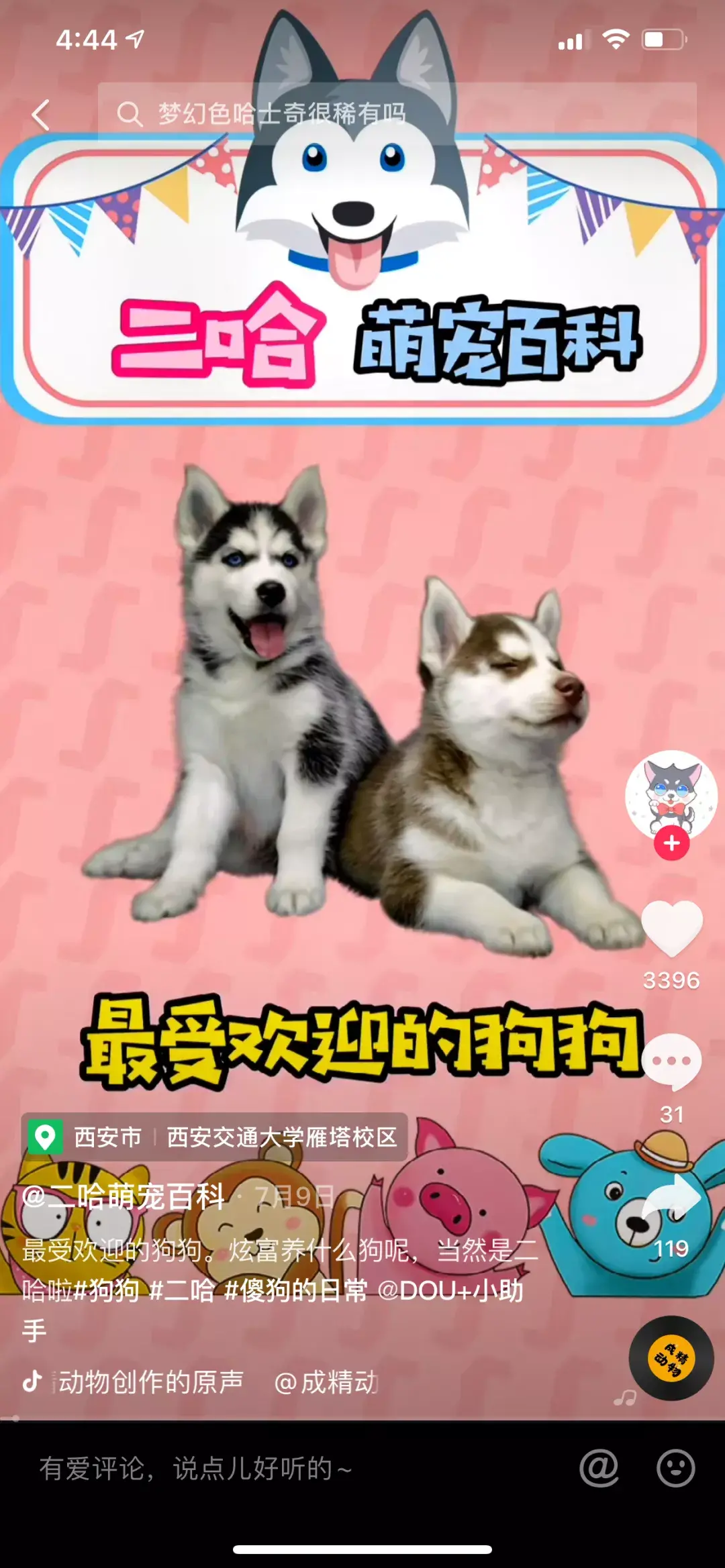 ?这五个宠物达人中，有一位挑战用 100 种方式教大家养狗