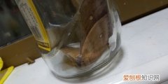 厨房飞蛾多是什么原因