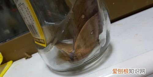 厨房飞蛾多是什么原因