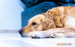金毛多长时间挤一次肛门腺 金毛多久挤一次肛门腺