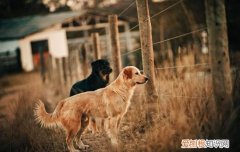 金毛幼犬一天喂几顿一顿喂多少克 金毛幼犬一天喂几顿一顿喂多少