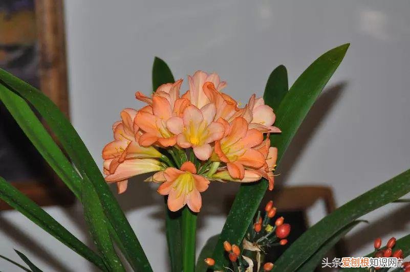 君子兰怎么养才可以开花，君子兰养护方法大全，学会之后养家里就能一年开花多次