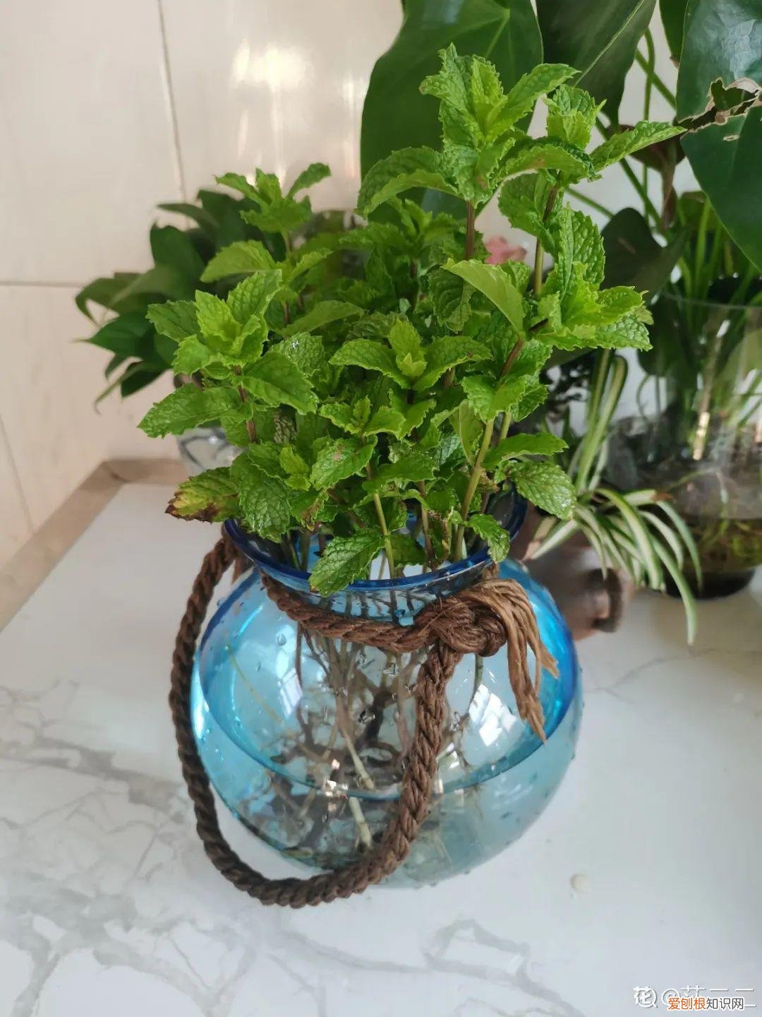 怎么养花了，养花换个方法，长得更旺，养花杀手必看