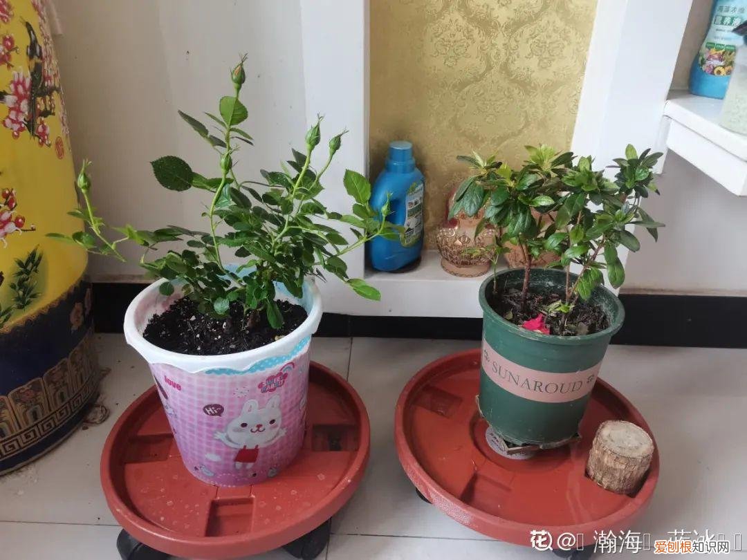 怎么养花了，养花换个方法，长得更旺，养花杀手必看