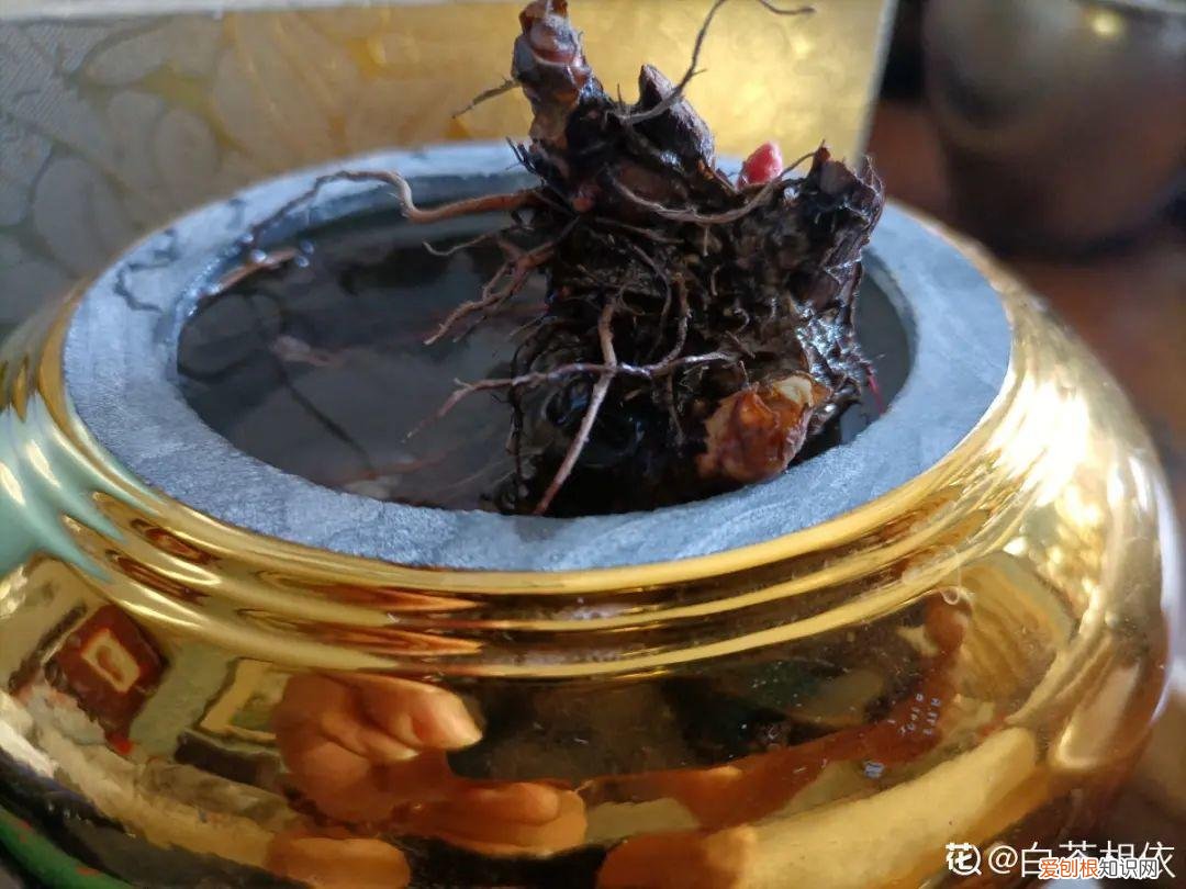 怎么养花了，养花换个方法，长得更旺，养花杀手必看