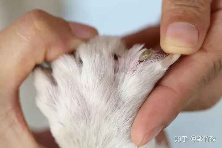 瑞鹏宠物医院医生介绍，新瑞鹏宠物医院分享的10个小知识，让你的爱宠远离虫害