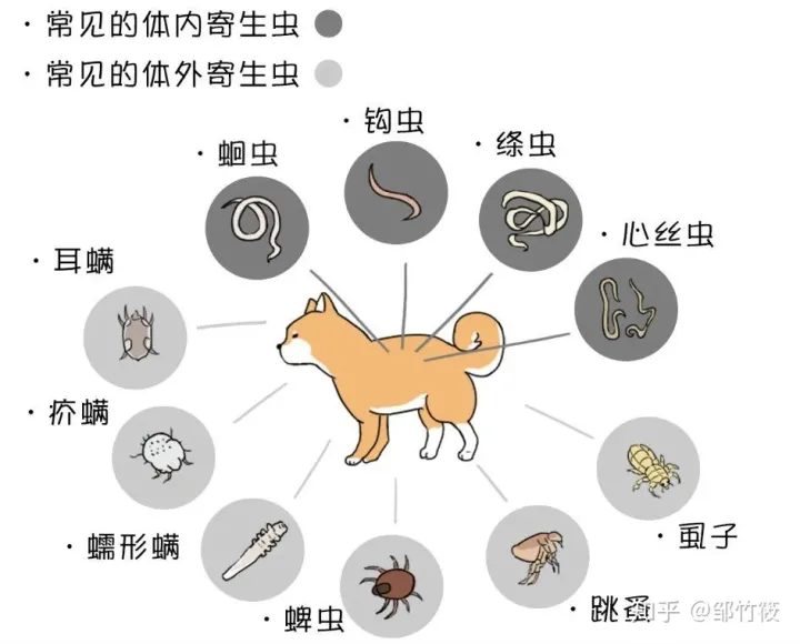 瑞鹏宠物医院医生介绍，新瑞鹏宠物医院分享的10个小知识，让你的爱宠远离虫害