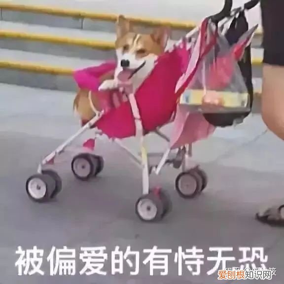 瑞鹏宠物医院医生介绍，新瑞鹏宠物医院分享的10个小知识，让你的爱宠远离虫害