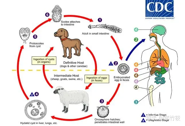 瑞鹏宠物医院医生介绍，新瑞鹏宠物医院分享的10个小知识，让你的爱宠远离虫害