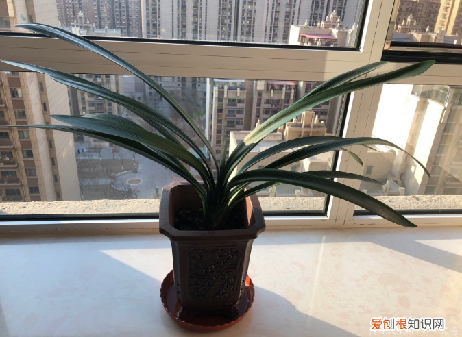 如何养护君子兰才能越长越好，家养君子兰，学会3个小技巧，叶子碧绿油润
