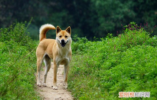 英斗是不是烈性犬 英斗犬怕冷吗?