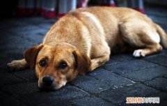 法国斗牛犬体臭的解决方法 英国斗牛犬臭怎样去除