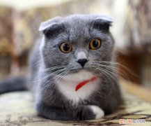 猫肛门腺发炎症状，猫肛门腺发炎原因