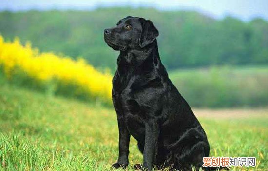 怎样训练拉布拉多犬能听懂人话,拉布拉多犬能听懂人说话吗