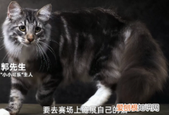 名贵猫王后代被医院误做绝育，给猫绝育后悔了
